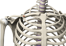 Clavicle Fracture